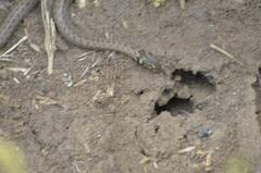 Macroprotodon mauritanicus