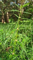 Alternanthera denticulata