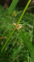 Alternanthera denticulata