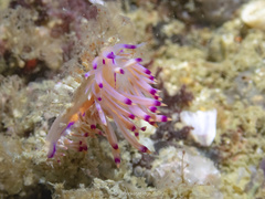Coryphellina lotos