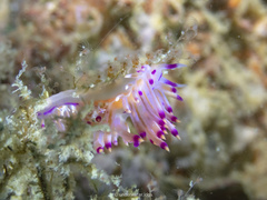 Coryphellina lotos