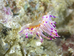 Coryphellina lotos