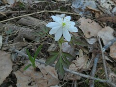 Anemonoides amurensis