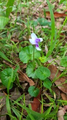 Viola banksii