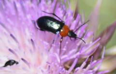Heliotaurus ruficollis