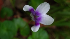Viola banksii