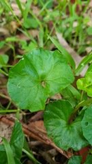 Viola banksii