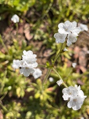 Plagiobothrys nothofulvus