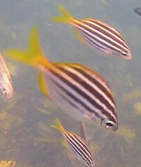 Atypichthys strigatus