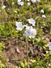 Plagiobothrys nothofulvus