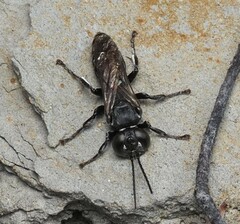 Tachysphex nigerrimus