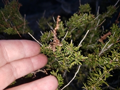 Adenostoma fasciculatum