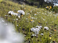 Plagiobothrys nothofulvus