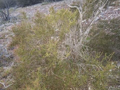 Adenostoma fasciculatum