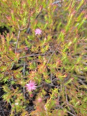 Diastella proteoides