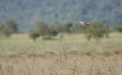 Gallinago paraguaiae
