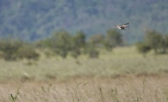 Gallinago paraguaiae