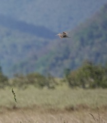 Gallinago paraguaiae