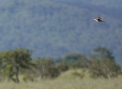Gallinago paraguaiae
