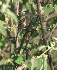 Polystictus pectoralis