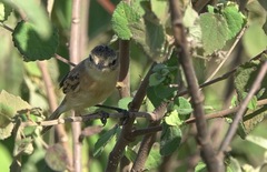 Polystictus pectoralis