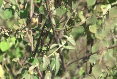 Polystictus pectoralis