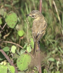 Polystictus pectoralis