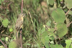 Polystictus pectoralis