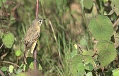 Polystictus pectoralis