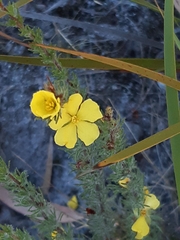 Hibbertia prostrata