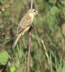 Polystictus pectoralis