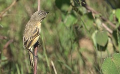 Polystictus pectoralis