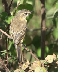 Polystictus pectoralis