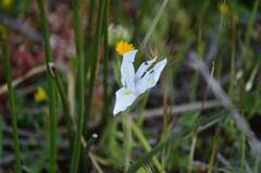 Moraea sisyrinchium