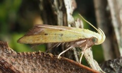 Gymnobathra flavidella