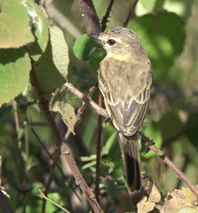 Polystictus pectoralis