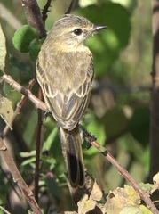Polystictus pectoralis