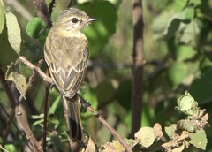 Polystictus pectoralis