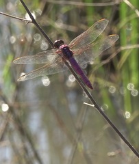 Orthemis ferruginea