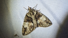 Chytonix palliatricula
