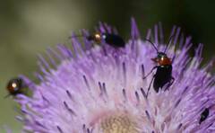 Heliotaurus ruficollis