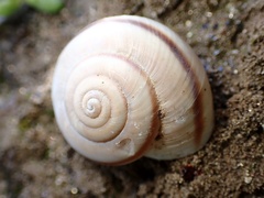 Sonorelix borregoensis