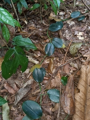 Scindapsus perakensis