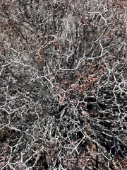 Eriogonum corymbosum