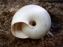 Sonorelix borregoensis