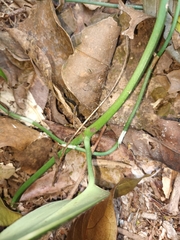 Scindapsus perakensis