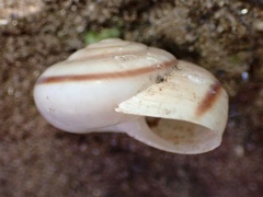 Sonorelix borregoensis