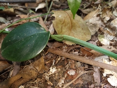 Scindapsus perakensis