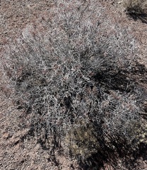 Eriogonum corymbosum