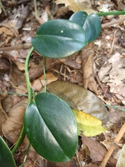 Scindapsus perakensis